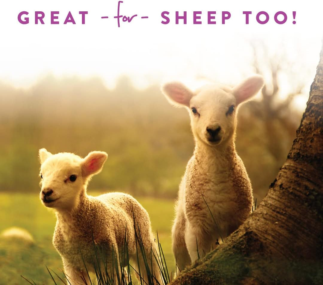 Goat Treats, Licorice Flavor, Nutritious Goat Snacks with Oatmeal, Great Goat Supplements Alternative, Ideal for Goats, Sheep & Small Livestock, 6 Lb